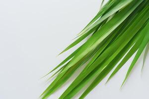 un culinario Odisea con el hermosa pandan hoja, infundir delicado aromas y vibrante verde matices dentro Exquisito platos, elevando sabor perfiles con de la naturaleza Fresco elegancia foto