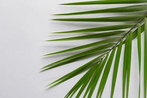 jolgorio en el tropical esplendor de hermosa palma hojas, dónde besado por el Sol frondas influencia en de la naturaleza ritmo, elaboración un asombroso tapiz de exótico elegancia y interminable tranquilidad foto