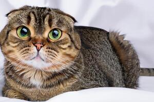 Embracing the Beauty of a Beautiful Cute Whiskered Charm Scottish Fold, Where Playful Elegance and Endearing Whiskers Combine in a Captivating Portrait of Feline Delight, Bringing Joy to Every Heart photo