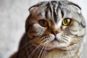 Exploring the Allure of a Beautiful Scottish Fold Cat, where Whiskered Elegance and Playful Charm Unite in a Mesmerizing Portrait of Cuddly Delight photo