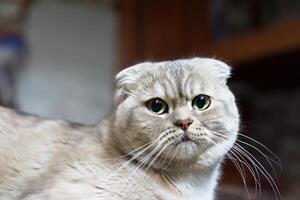 Embracing the Beauty of a Beautiful Cute Whiskered Charm Scottish Fold, Where Playful Elegance and Endearing Whiskers Combine in a Captivating Portrait of Feline Delight, Bringing Joy to Every Heart photo