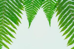 Embarking on a Journey Through the Intricate Beauty of Beautiful Fern Leaves, as Lush Green Fronds Unfold in Nature's Dance, Creating an Exquisite Tapestry of Botanical Elegance and Timeless Grace photo