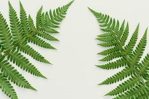 Embarking on a Journey Through the Intricate Beauty of Beautiful Fern Leaves, as Lush Green Fronds Unfold in Nature's Dance, Creating an Exquisite Tapestry of Botanical Elegance and Timeless Grace photo