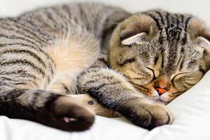 Embracing the Beauty of a Beautiful Cute Whiskered Charm Scottish Fold, Where Playful Elegance and Endearing Whiskers Combine in a Captivating Portrait of Feline Delight, Bringing Joy to Every Heart photo