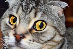 Exploring the Allure of a Beautiful Scottish Fold Cat, where Whiskered Elegance and Playful Charm Unite in a Mesmerizing Portrait of Cuddly Delight photo