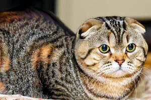 Exploring the Allure of a Beautiful Scottish Fold Cat, where Whiskered Elegance and Playful Charm Unite in a Mesmerizing Portrait of Cuddly Delight photo
