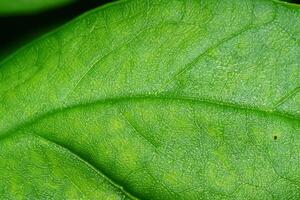 revelando de la naturaleza esplendor en cada delicado vena, un caleidoscopio de belleza adorna esta de cerca elegancia, dónde verdor se convierte un intrincado tapiz de vida foto