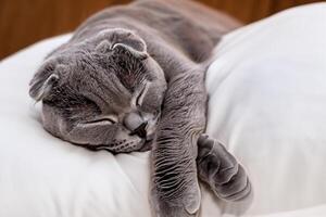 Embracing the Beauty of a Beautiful Cute Whiskered Charm Scottish Fold, Where Playful Elegance and Endearing Whiskers Combine in a Captivating Portrait of Feline Delight, Bringing Joy to Every Heart photo