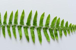 Embarking on a Journey Through the Intricate Beauty of Beautiful Fern Leaves, as Lush Green Fronds Unfold in Nature's Dance, Creating an Exquisite Tapestry of Botanical Elegance and Timeless Grace photo