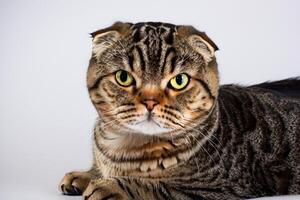 Exploring the Allure of a Beautiful Scottish Fold Cat, where Whiskered Elegance and Playful Charm Unite in a Mesmerizing Portrait of Cuddly Delight photo