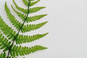 Embarking on a Journey Through the Intricate Beauty of Beautiful Fern Leaves, as Lush Green Fronds Unfold in Nature's Dance, Creating an Exquisite Tapestry of Botanical Elegance and Timeless Grace photo