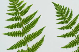 Embarking on a Journey Through the Intricate Beauty of Beautiful Fern Leaves, as Lush Green Fronds Unfold in Nature's Dance, Creating an Exquisite Tapestry of Botanical Elegance and Timeless Grace photo