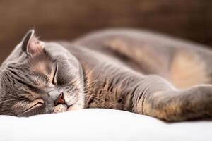 Embracing the Beauty of a Beautiful Cute Whiskered Charm Scottish Fold, Where Playful Elegance and Endearing Whiskers Combine in a Captivating Portrait of Feline Delight, Bringing Joy to Every Heart photo