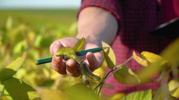 Close-up of an agronomist with soybean fruits in hands. Natural products concept video