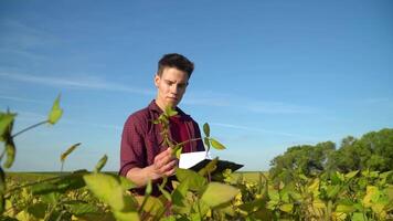 jung Agronom untersucht das Wachstum Bewertung von Sojabohnen video