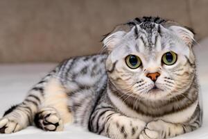 Embracing the Beauty of a Beautiful Cute Whiskered Charm Scottish Fold, Where Playful Elegance and Endearing Whiskers Combine in a Captivating Portrait of Feline Delight, Bringing Joy to Every Heart photo