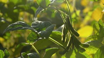 Close-up of ripe soybean fruit on the field video