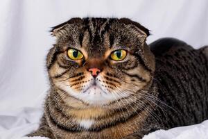 Embracing the Beauty of a Beautiful Cute Whiskered Charm Scottish Fold, Where Playful Elegance and Endearing Whiskers Combine in a Captivating Portrait of Feline Delight, Bringing Joy to Every Heart photo