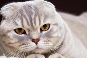 Exploring the Allure of a Beautiful Scottish Fold Cat, where Whiskered Elegance and Playful Charm Unite in a Mesmerizing Portrait of Cuddly Delight photo