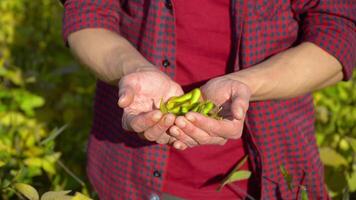 Close-up of an agronomist with soybean fruits in hands. Concept ecology, bio product, natural products video