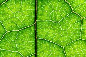 Unveiling Nature's Splendor in Every Delicate Vein, a Kaleidoscope of Beauty Adorns this Close-Up Elegance, where Greenery Becomes an Intricate Tapestry of Life photo