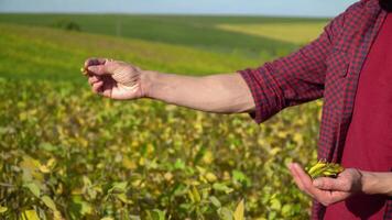 Close-up of an agronomist with soybean fruits in hands. Concept ecology, bio product, natural products video