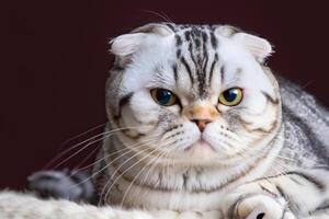 Unveiling the Irresistible Charms of a Beautiful Whiskered Scottish Fold, Where Playful Elegance Meets Feline Grace, Creating a Mesmerizing Portrait of Cuddly Whiskers and Endearing Fluffiness photo