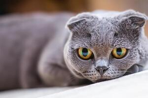 Unveiling the Irresistible Charms of a Beautiful Whiskered Scottish Fold, Where Playful Elegance Meets Feline Grace, Creating a Mesmerizing Portrait of Cuddly Whiskers and Endearing Fluffiness photo
