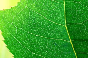 Unveiling Nature's Splendor in Every Delicate Vein, a Kaleidoscope of Beauty Adorns this Close-Up Elegance, where Greenery Becomes an Intricate Tapestry of Life photo