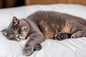 Embracing the Beauty of a Beautiful Cute Whiskered Charm Scottish Fold, Where Playful Elegance and Endearing Whiskers Combine in a Captivating Portrait of Feline Delight, Bringing Joy to Every Heart photo