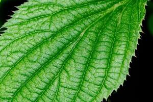 Unveiling Nature's Splendor in Every Delicate Vein, a Kaleidoscope of Beauty Adorns this Close-Up Elegance, where Greenery Becomes an Intricate Tapestry of Life photo