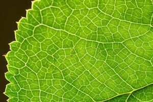 Exploring the Sublime Beauty of a Beautiful Macro Leaf, Where Intricate Veins and Vivid Textures Unfold, Creating an Enchanting Microcosm of Nature's Delicate Artistry photo