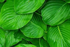 Exploring the Sublime Beauty of a Beautiful Macro Leaf, Where Intricate Veins and Vivid Textures Unfold, Creating an Enchanting Microcosm of Nature's Delicate Artistry photo