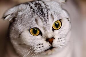 Exploring the Allure of a Beautiful Scottish Fold Cat, where Whiskered Elegance and Playful Charm Unite in a Mesmerizing Portrait of Cuddly Delight photo