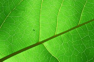 Unveiling Nature's Splendor in Every Delicate Vein, a Kaleidoscope of Beauty Adorns this Close-Up Elegance, where Greenery Becomes an Intricate Tapestry of Life photo