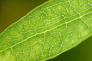 revelando de la naturaleza esplendor en cada delicado vena, un caleidoscopio de belleza adorna esta de cerca elegancia, dónde verdor se convierte un intrincado tapiz de vida foto