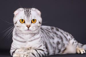 Exploring the Allure of a Beautiful Scottish Fold Cat, where Whiskered Elegance and Playful Charm Unite in a Mesmerizing Portrait of Cuddly Delight photo