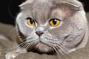 Exploring the Allure of a Beautiful Scottish Fold Cat, where Whiskered Elegance and Playful Charm Unite in a Mesmerizing Portrait of Cuddly Delight photo