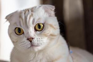 Exploring the Allure of a Beautiful Scottish Fold Cat, where Whiskered Elegance and Playful Charm Unite in a Mesmerizing Portrait of Cuddly Delight photo