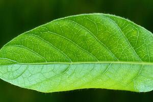 Exploring the Sublime Beauty of a Beautiful Macro Leaf, Where Intricate Veins and Vivid Textures Unfold, Creating an Enchanting Microcosm of Nature's Delicate Artistry photo