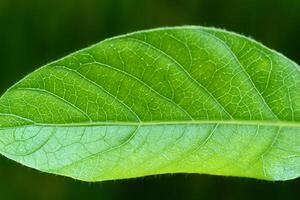 explorador el sublime belleza de un hermosa macro hoja, dónde intrincado las venas y vívido texturas desplegar, creando un encantador microcosmo de de la naturaleza delicado arte foto