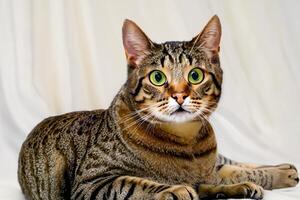 Exploring the Allure of a Beautiful Scottish Fold Cat, where Whiskered Elegance and Playful Charm Unite in a Mesmerizing Portrait of Cuddly Delight photo