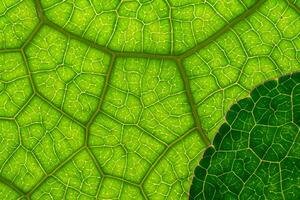 Exploring the Sublime Beauty of a Beautiful Macro Leaf, Where Intricate Veins and Vivid Textures Unfold, Creating an Enchanting Microcosm of Nature's Delicate Artistry photo