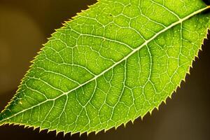 Exploring the Sublime Beauty of a Beautiful Macro Leaf, Where Intricate Veins and Vivid Textures Unfold, Creating an Enchanting Microcosm of Nature's Delicate Artistry photo