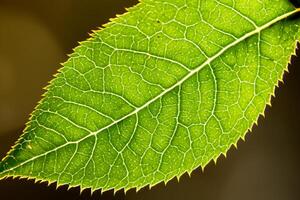 explorador el sublime belleza de un hermosa macro hoja, dónde intrincado las venas y vívido texturas desplegar, creando un encantador microcosmo de de la naturaleza delicado arte foto