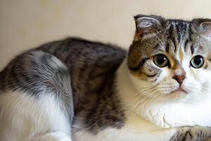 Exploring the Allure of a Beautiful Scottish Fold Cat, where Whiskered Elegance and Playful Charm Unite in a Mesmerizing Portrait of Cuddly Delight photo