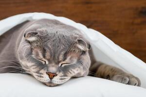 Embracing the Beauty of a Beautiful Cute Whiskered Charm Scottish Fold, Where Playful Elegance and Endearing Whiskers Combine in a Captivating Portrait of Feline Delight, Bringing Joy to Every Heart photo
