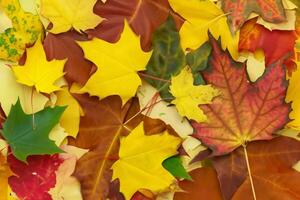 A Captivating Glimpse into the Beauty of Nature's Leaves, Where Each Vein Tells a Story of Life, Creating a Tranquil Canvas of Botanical Splendor and Green Elegance photo