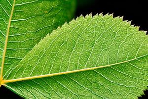 Exploring the Sublime Beauty of a Beautiful Macro Leaf, Where Intricate Veins and Vivid Textures Unfold, Creating an Enchanting Microcosm of Nature's Delicate Artistry photo