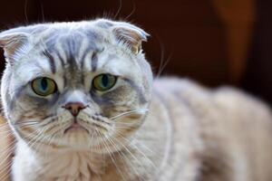 Exploring the Allure of a Beautiful Scottish Fold Cat, where Whiskered Elegance and Playful Charm Unite in a Mesmerizing Portrait of Cuddly Delight photo